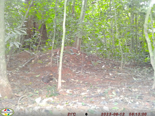 Nahan's Partridge