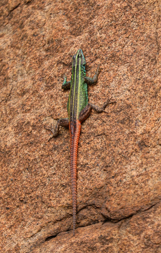 FitzSimons’ Flat Lizard