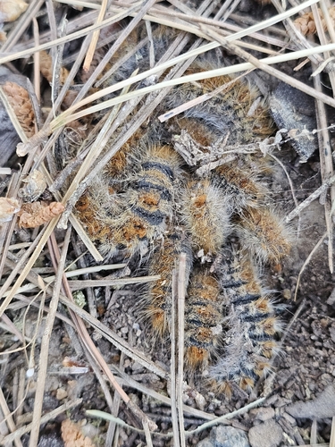 Avistamiento Thaumetopoea pityocampa