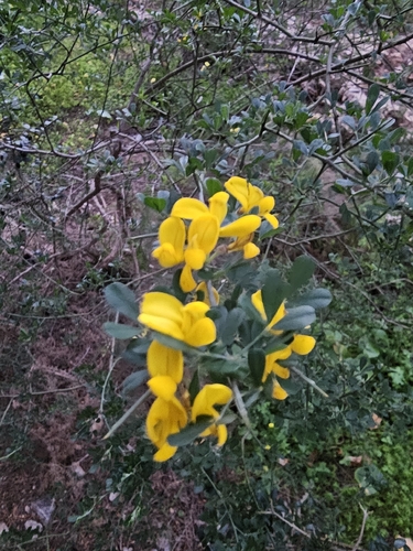 Avistamiento Calicotome villosa
