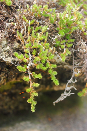 Wright's spikemoss (Selaginella wrightii)