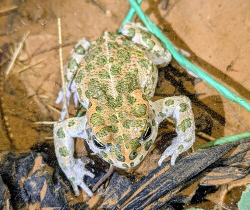 African Green Toad