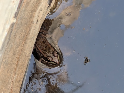 Sahara Frog