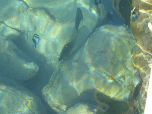 Chaetodon fasciatus