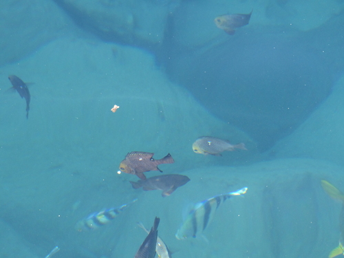 Dascyllus trimaculatus