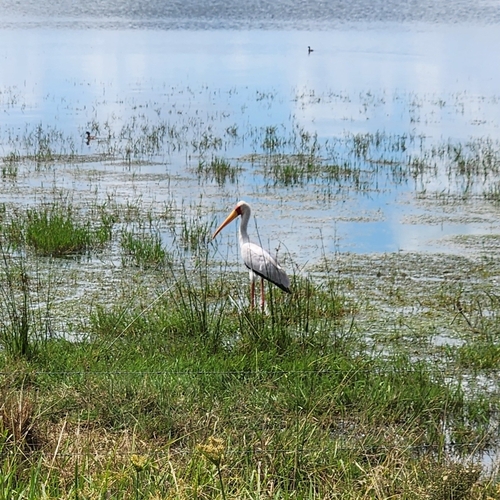 Yellow-billed Stork