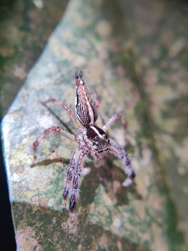 Pancorius magnus