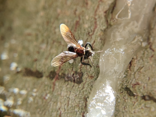 Long-chinned Stingless Bee
