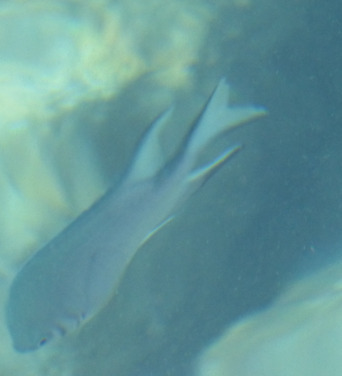 Amblyglyphidodon indicus