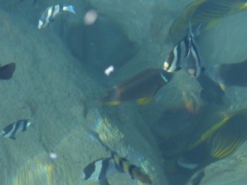 Amphiprion bicinctus