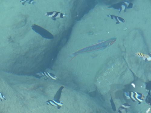 Thalassoma rueppellii