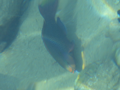 Scarus niger