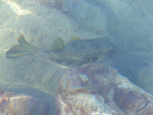 Arothron hispidus