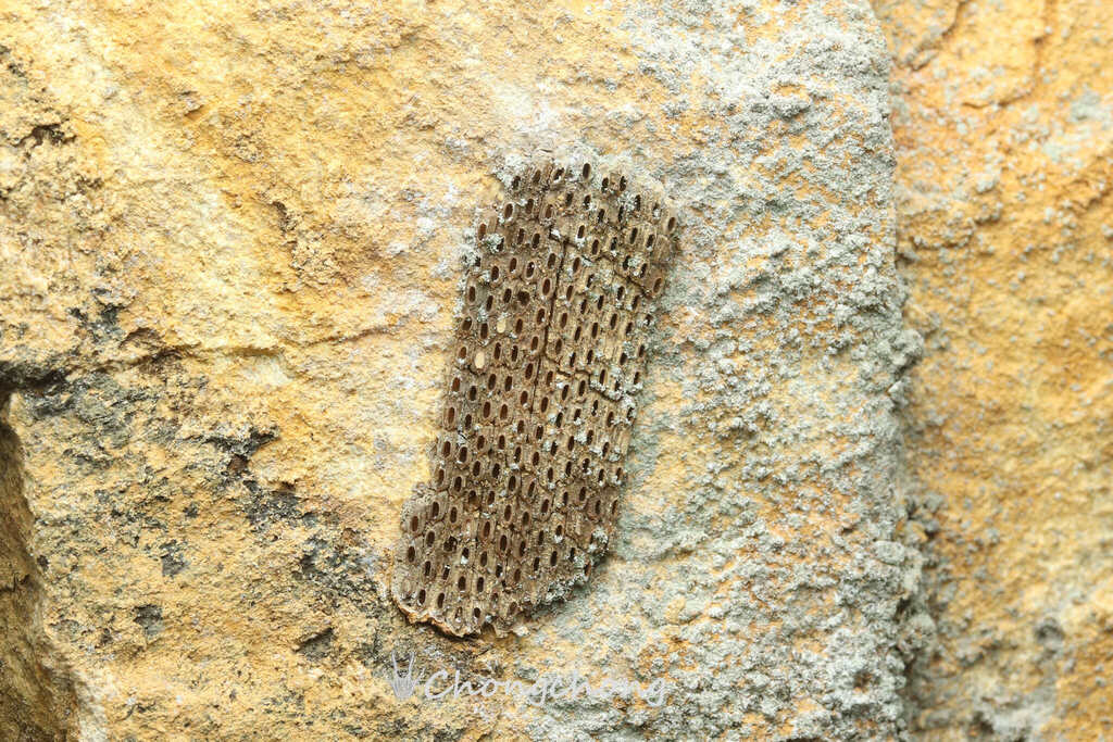 Litchi Lantern Bug from 中国广东省韶关市始兴县P796+X8G 邮政编码: 512528 on October 5 ...