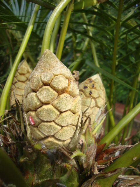 Zamia inermis  iNaturalist