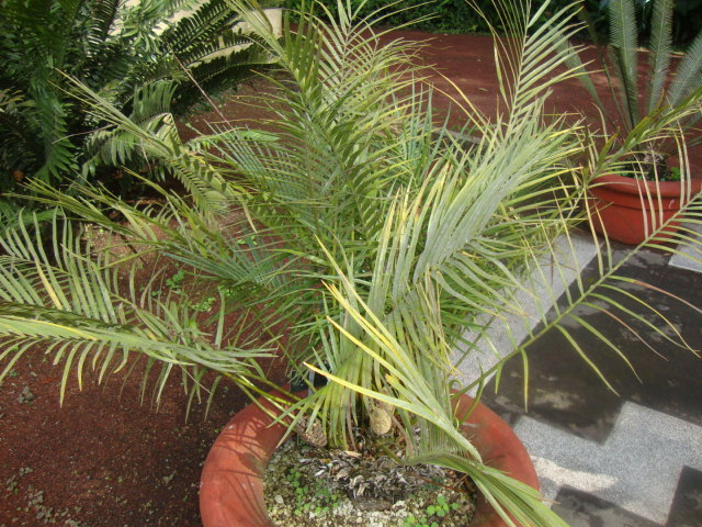 Zamia inermis  iNaturalist
