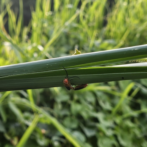 Rufolychnia borencona
