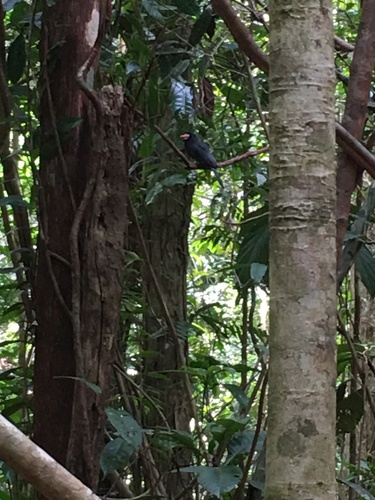 White-fronted Nunbird