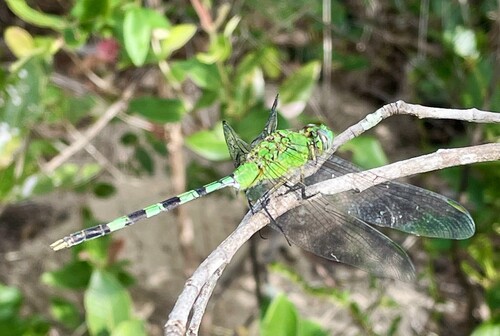 Great Pondhawk