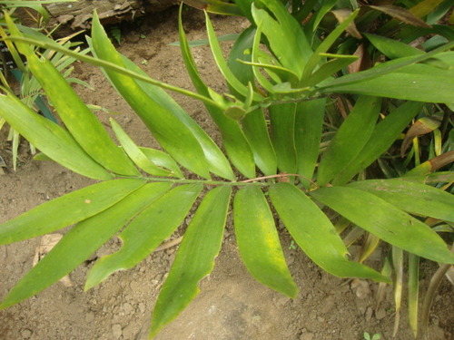 Sinkhole Cycad