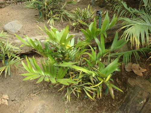 Sinkhole Cycad