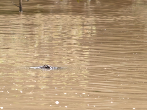 Saltwater Crocodile