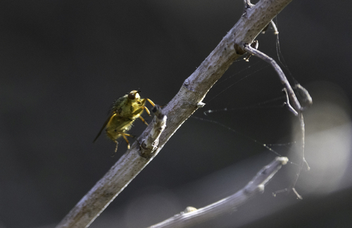 Unknown species found near Monterey County, CA, USA