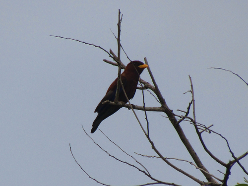 Broad-billed Roller