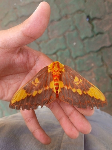 Citheronia laocoon