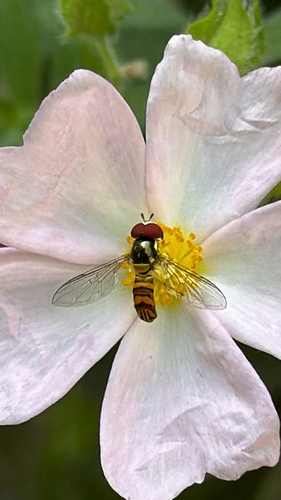 Unknown species found near Madera Ave, Los Angeles, CA, US