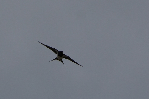 Avistamiento "Golondrina Tijereta, Golondrina de Horquilla"