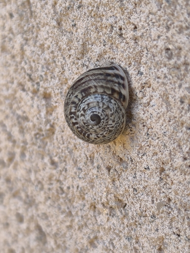 Iberellus campanyonii