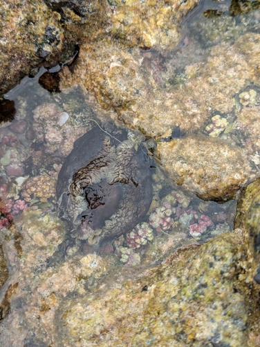 Aplysia dactylomela