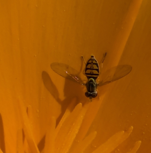 Unknown species found near Huntington Beach, CA 92649, USA