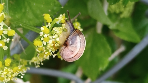 Theba pisana