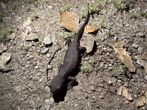 iNaturalist observation photo of Pacific Newts