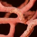 Observation photo