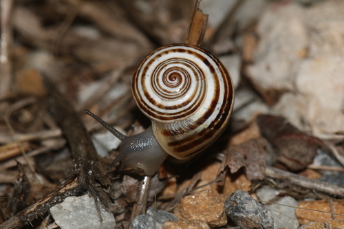 Iberus splendidus