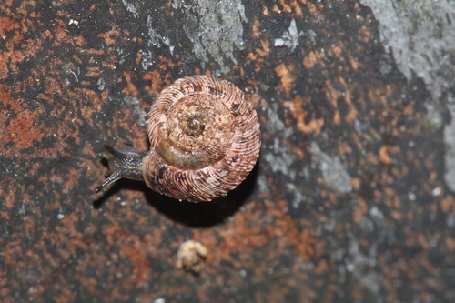 Xerotricha huidobroi