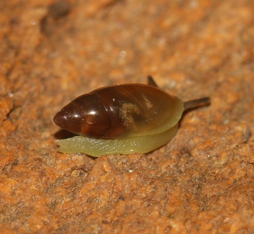 Ferussacia folliculum