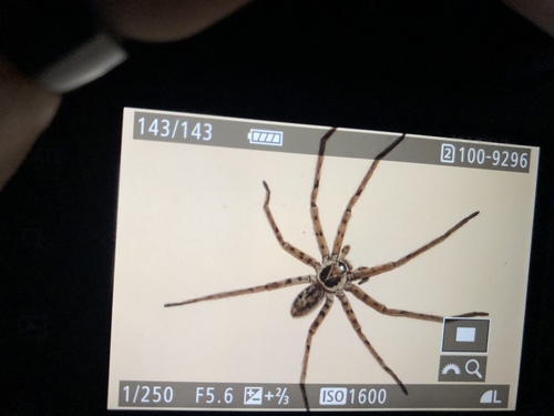 Pantropical Huntsman Spider