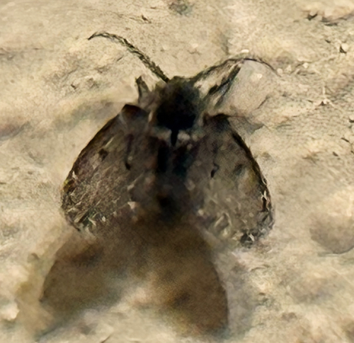 Unknown species found near Joe May Rd, Denham Springs, LA, US