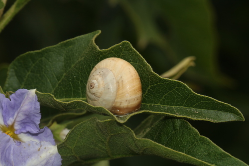 Theba pisana pisana