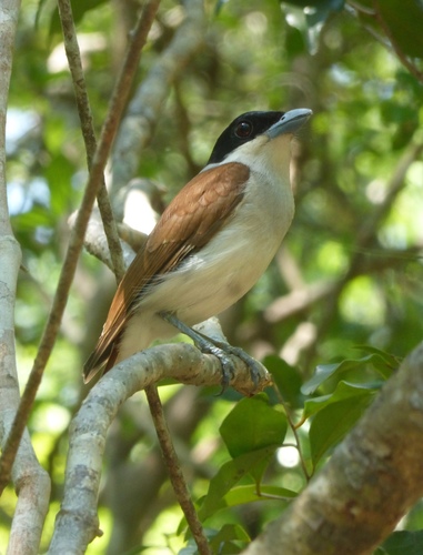 Rufous Vanga