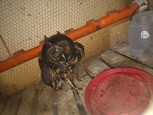 Stygian Owl