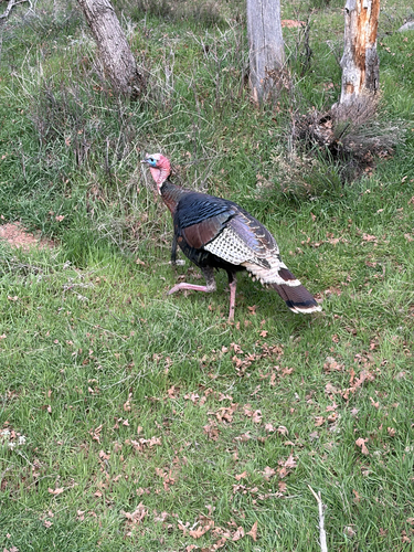 iNaturalist observation 2026-03-15