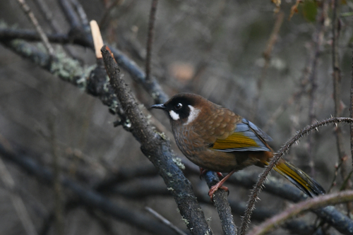Black-faced Laughingthrush