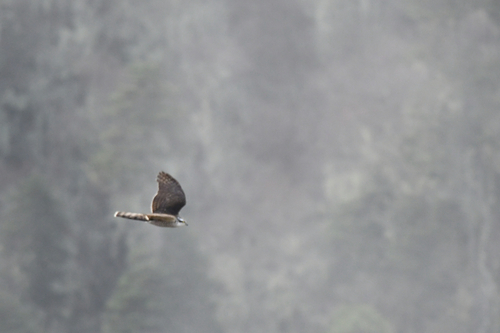 Eurasian Sparrowhawk