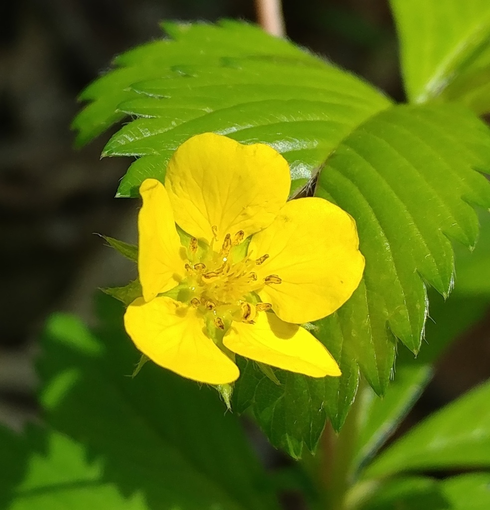 Potentilla simplex — a medium houseplant, prefers full sun light