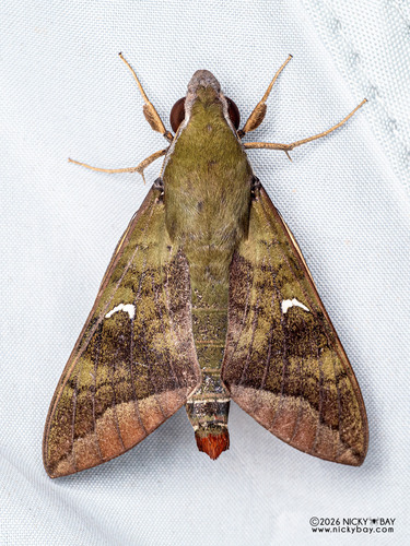 Comma Nephele